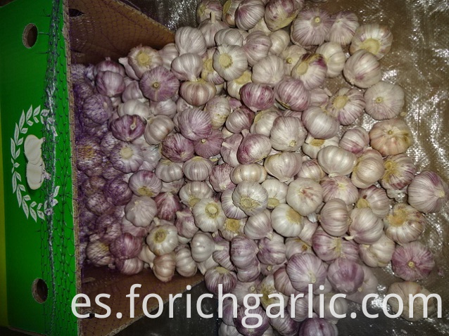 Normal Garlic In Carton